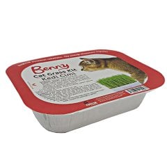 Benny kedi çimi